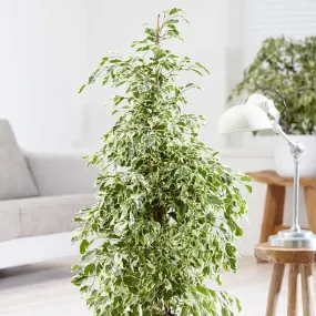 100 - 120cm Ficus Profit  Rubber Plant 21cm Pot House Plant